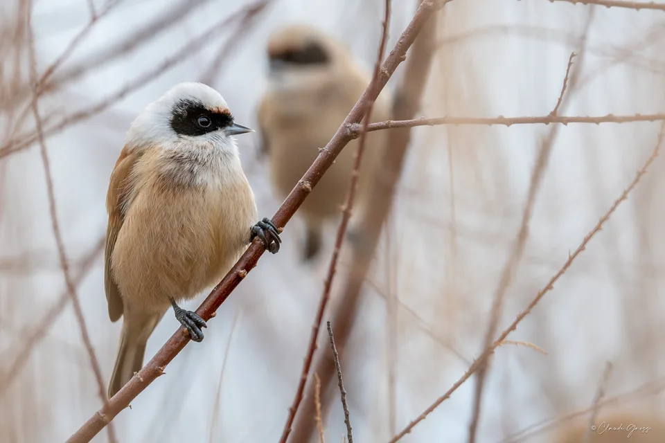 Rémiz penduline