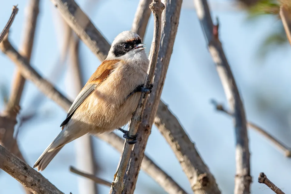 Rémiz penduline