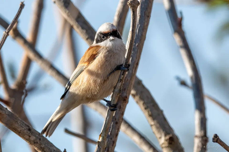 Rémiz penduline