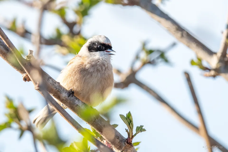 Rémiz penduline