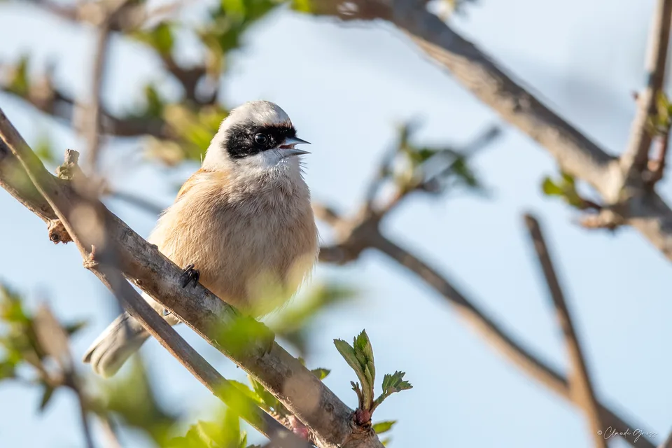 Rémiz penduline