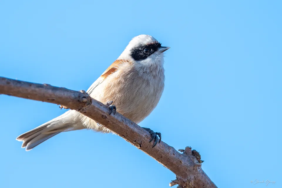 Rémiz penduline