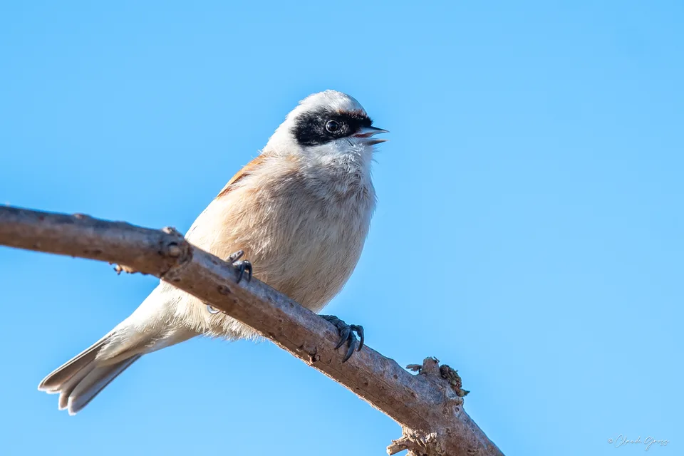 Rémiz penduline