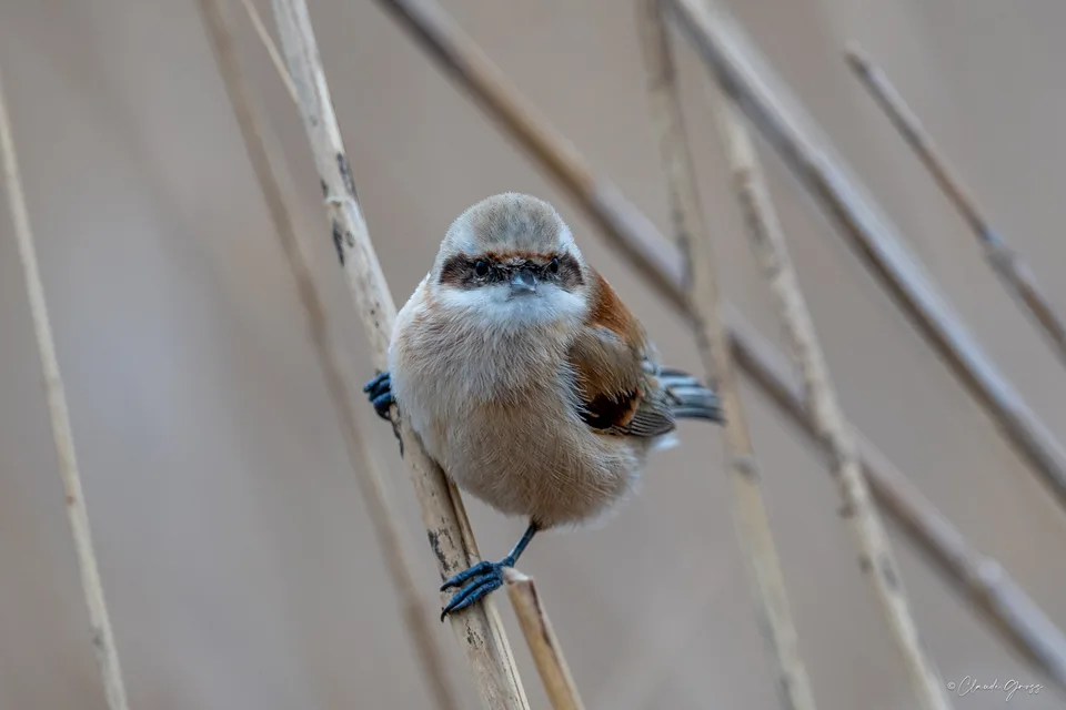 Rémiz penduline