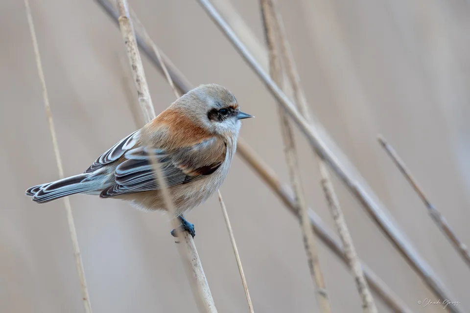 Rémiz penduline