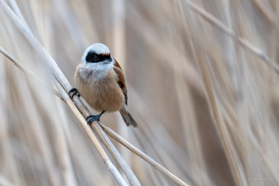 Rémiz penduline
