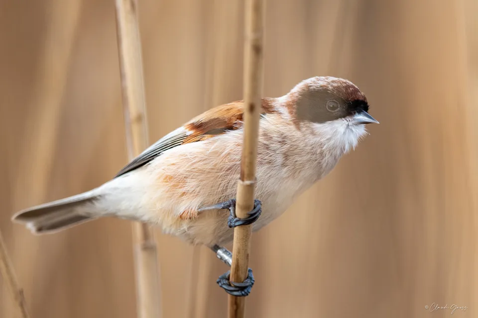 Rémiz penduline