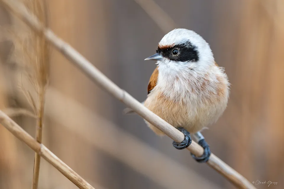 Rémiz penduline