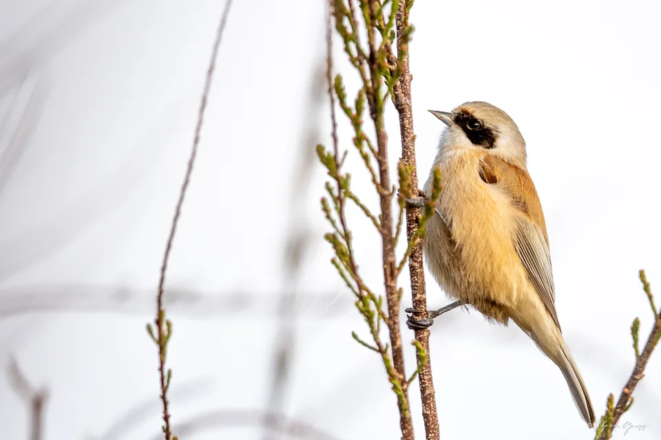 Rémiz penduline
