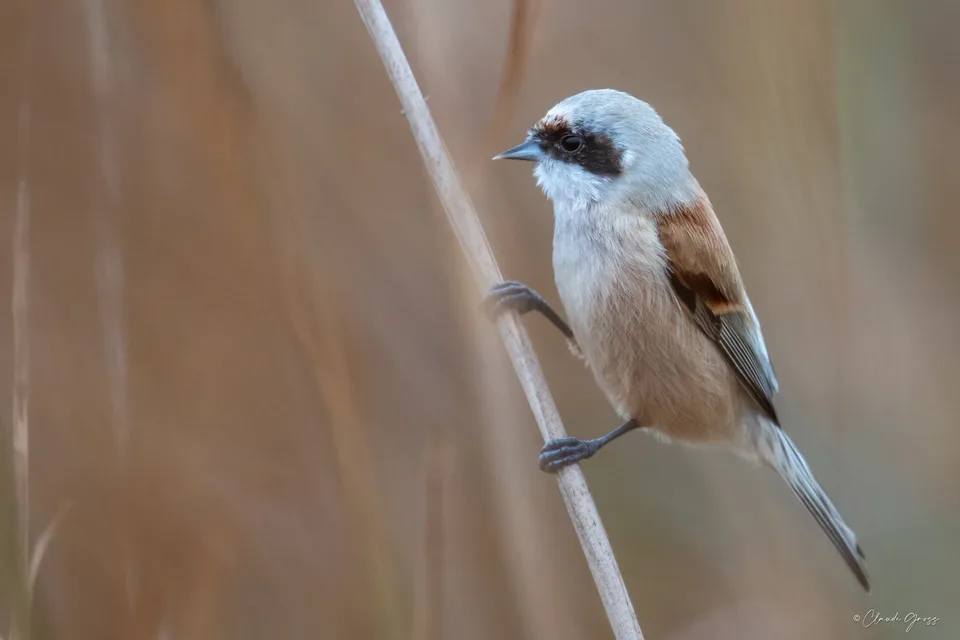 Rémiz penduline