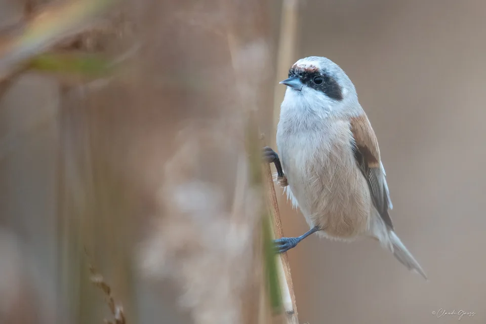 Rémiz penduline