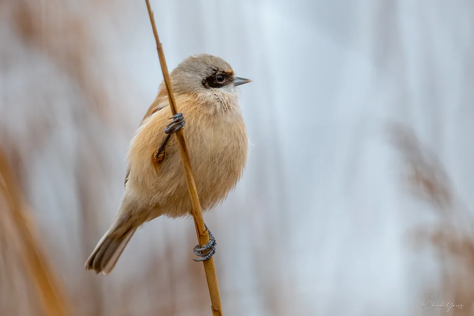 Rémiz penduline