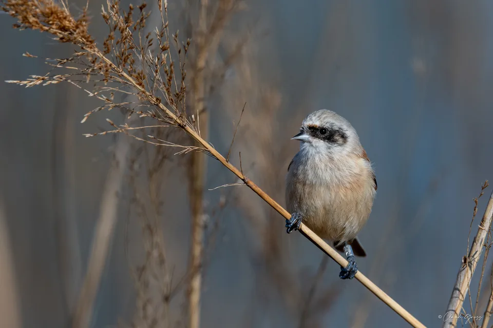 Rémiz penduline