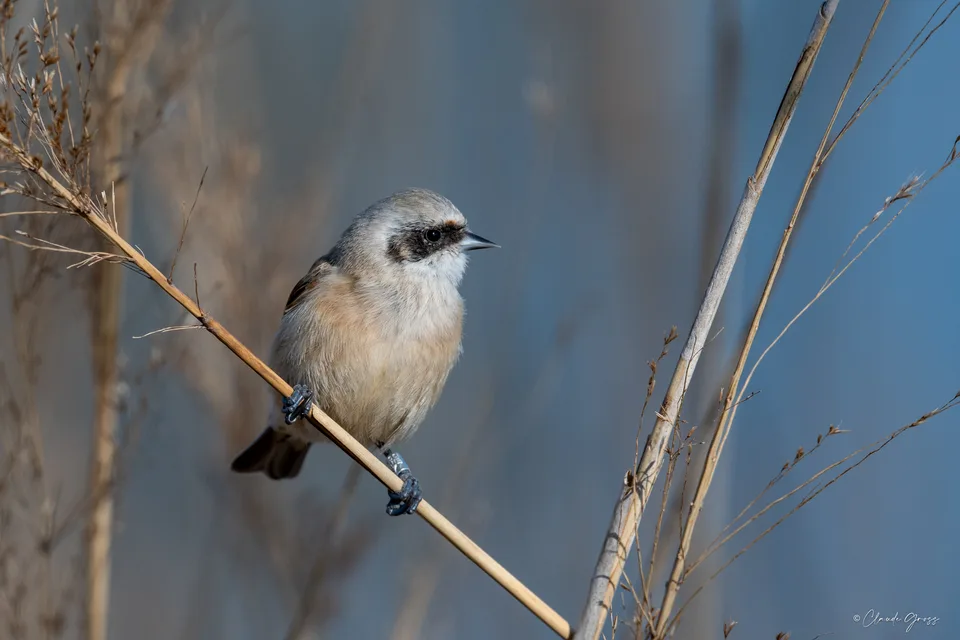Rémiz penduline