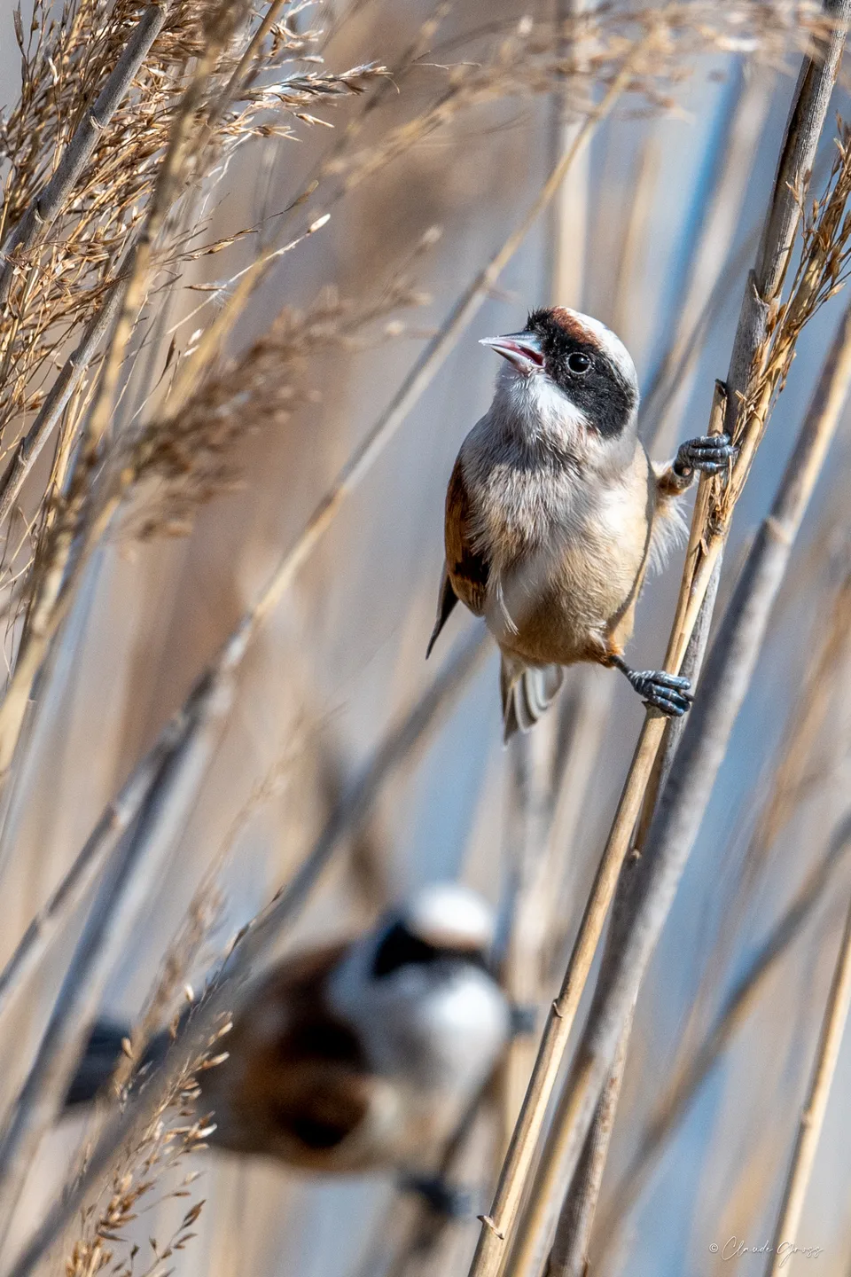 Rémiz penduline