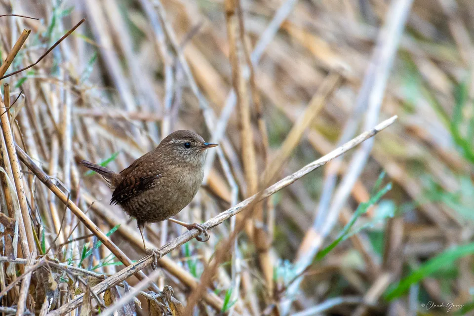 Troglodyte mignon