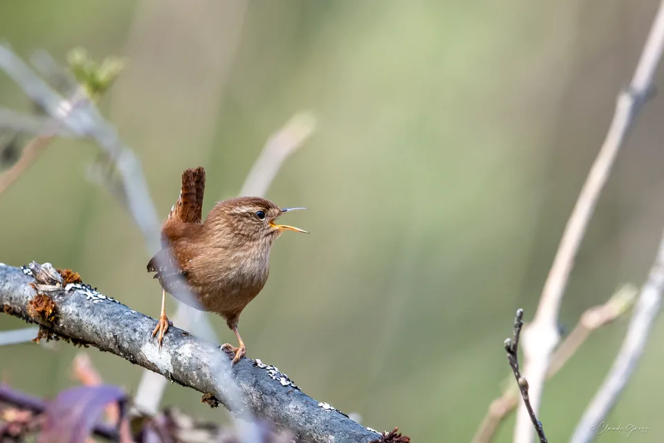 Troglodyte mignon