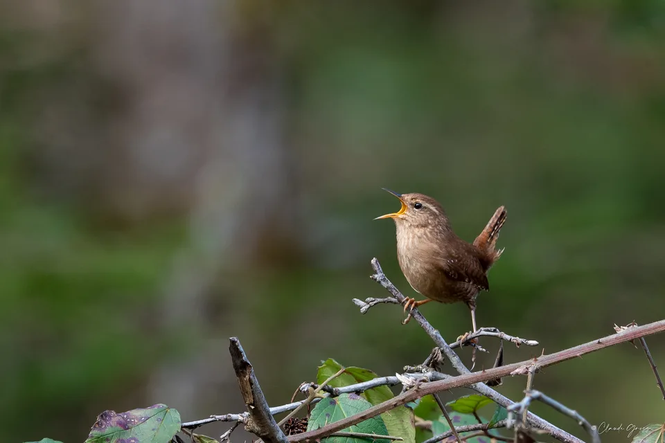 Troglodyte mignon