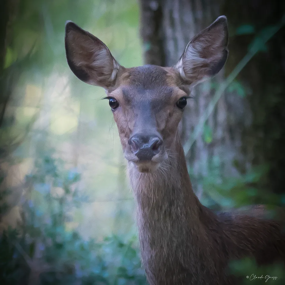 Cerf élaphe
