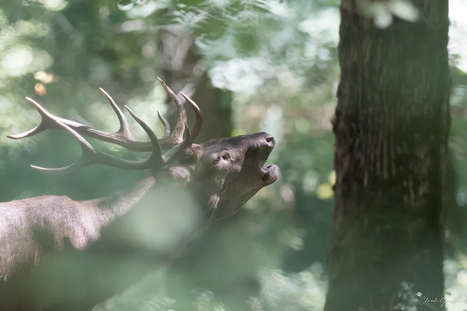 Cerf élaphe