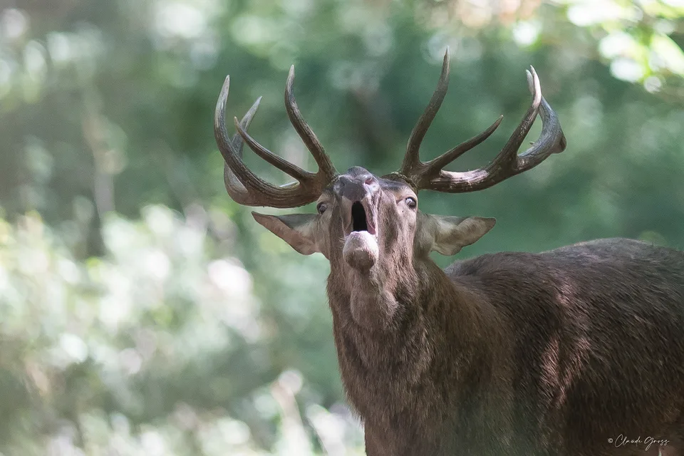 Cerf élaphe