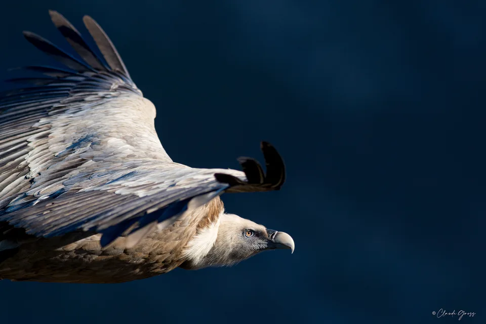 Vautour fauve