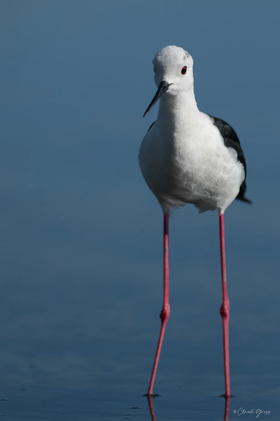 Échasse blanche