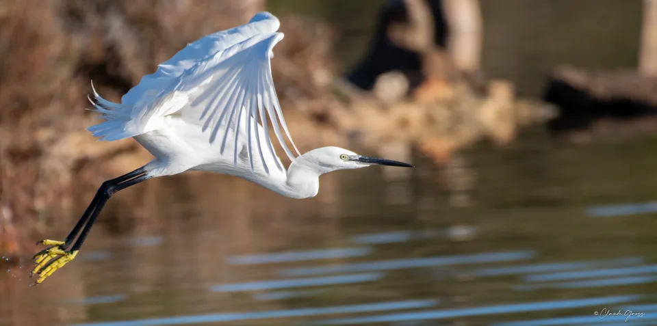 Aigrette garzette