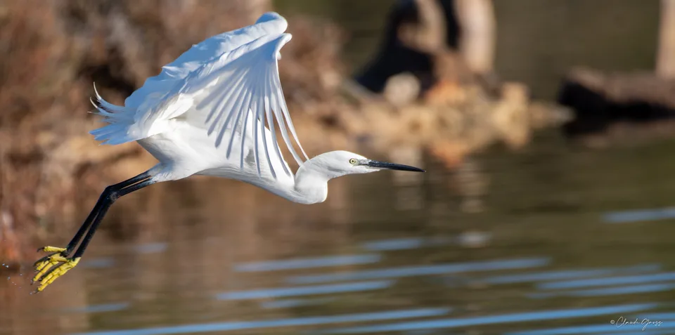 Aigrette garzette