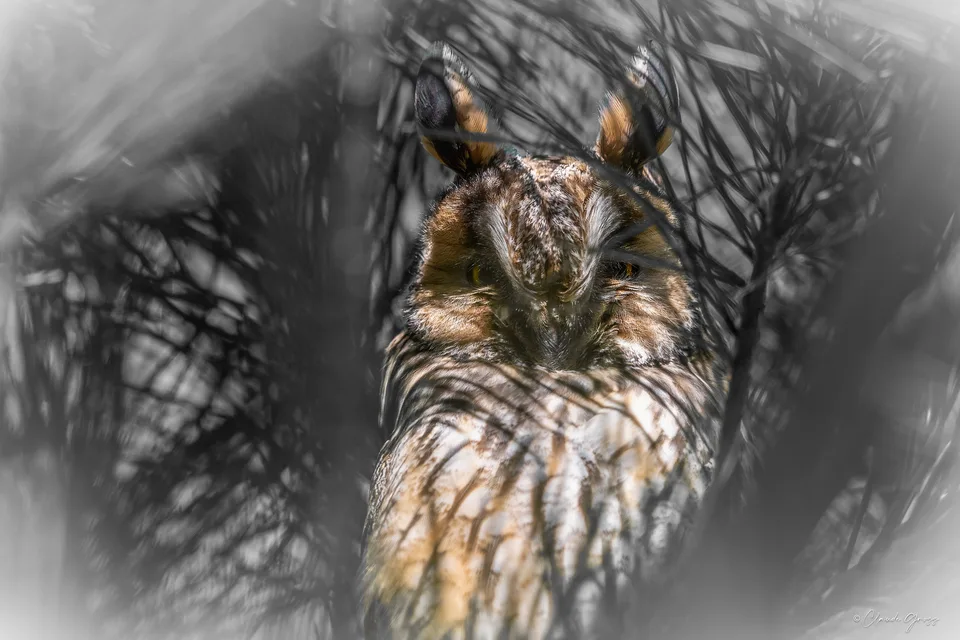 Hibou Moyen-Duc