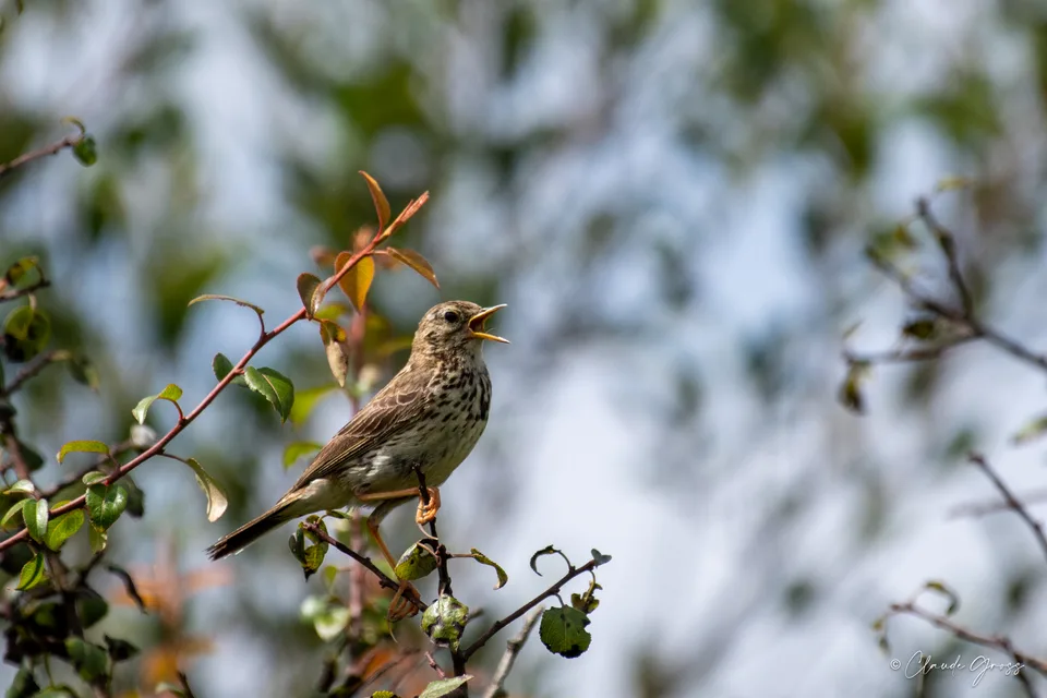 Pipit farlouse