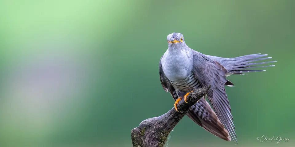 Coucou gris