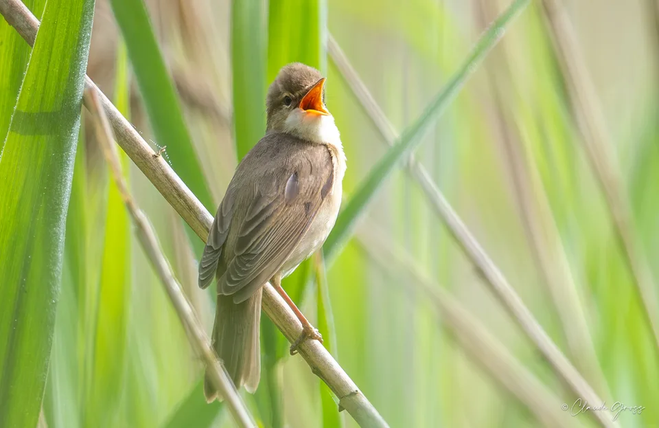 Rousserolle verderolle