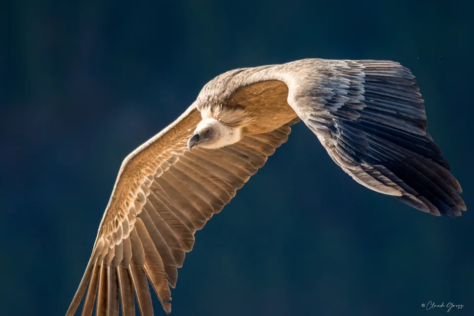 Vautour fauve
