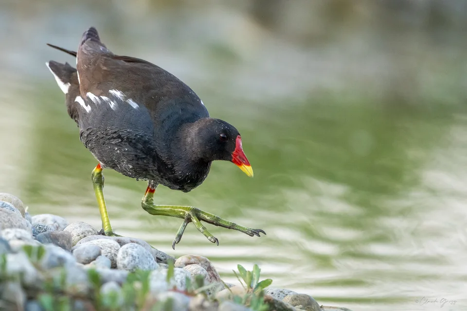 Gallinule poule d'eau