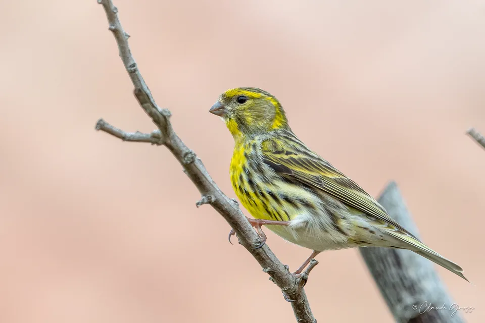 Serin cini