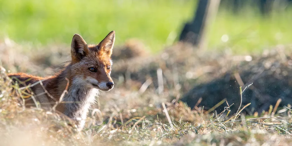 Renard roux