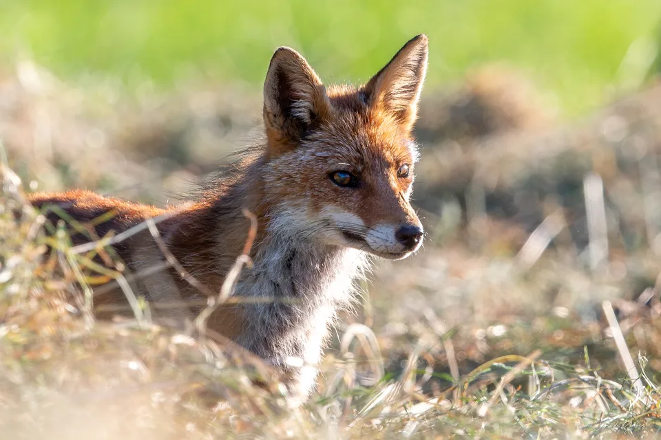 Renard roux