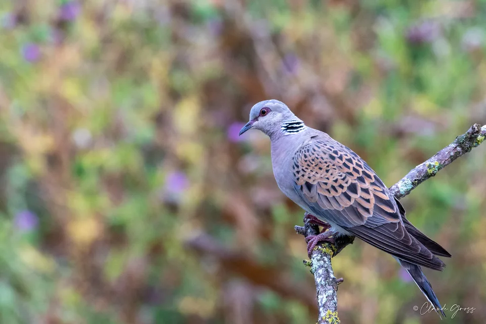Tourterelle des bois
