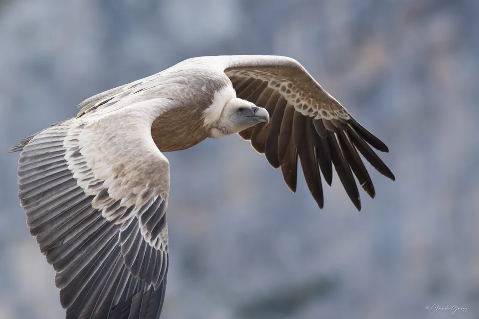 Vautour fauve