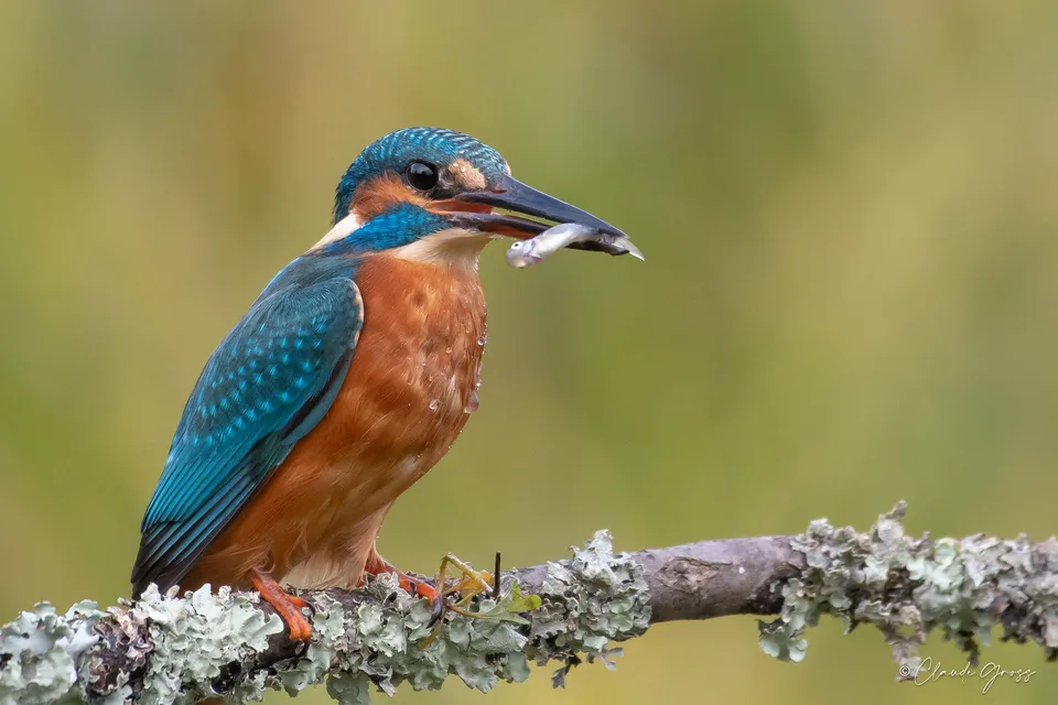 Martin-pêcheur d'Europe