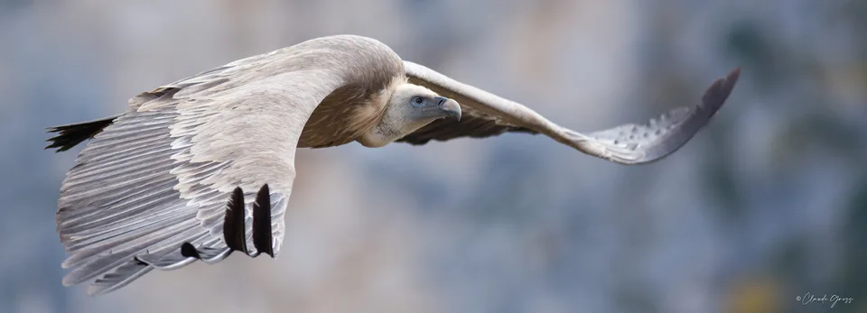 Vautour fauve