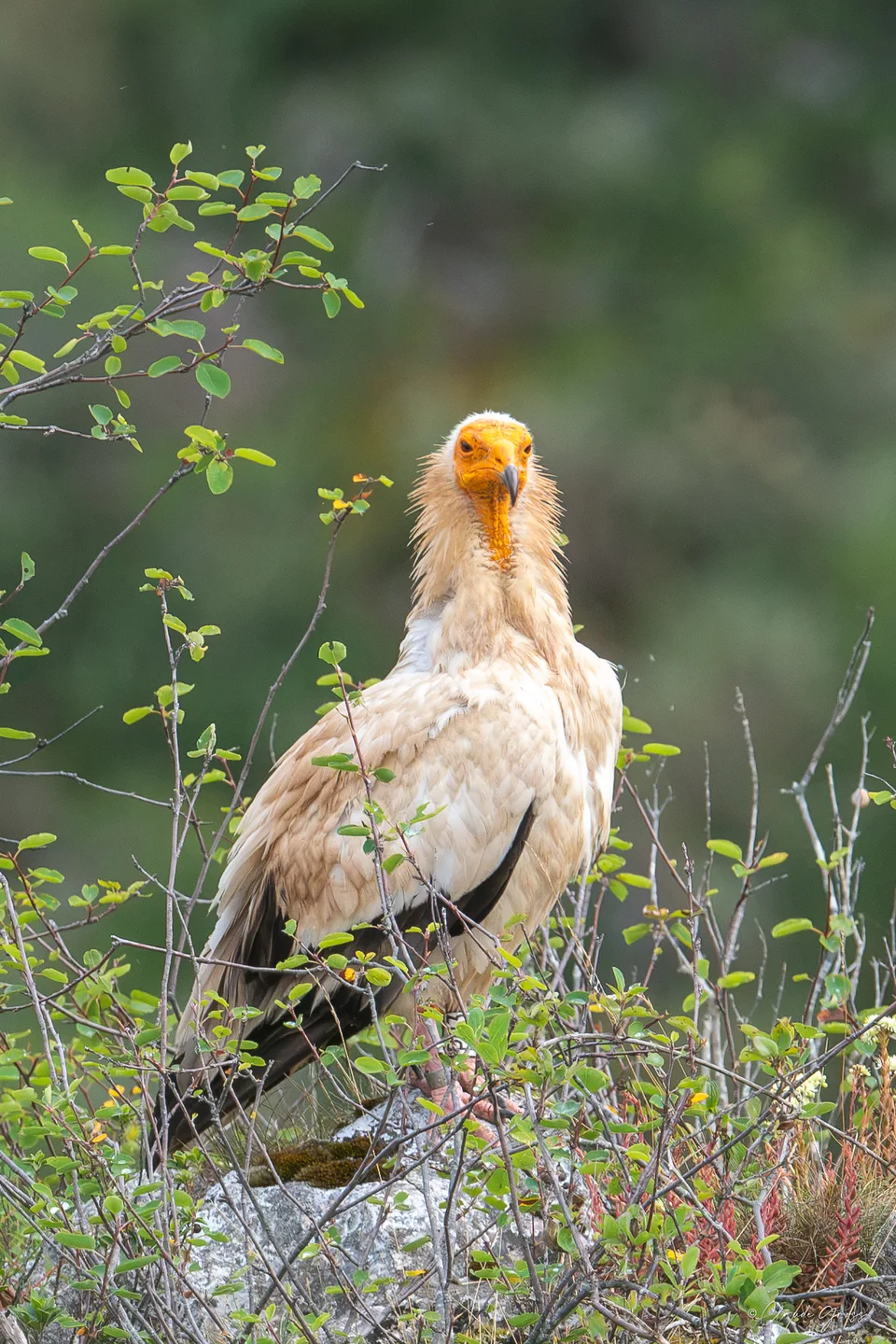 Vautour percnoptère