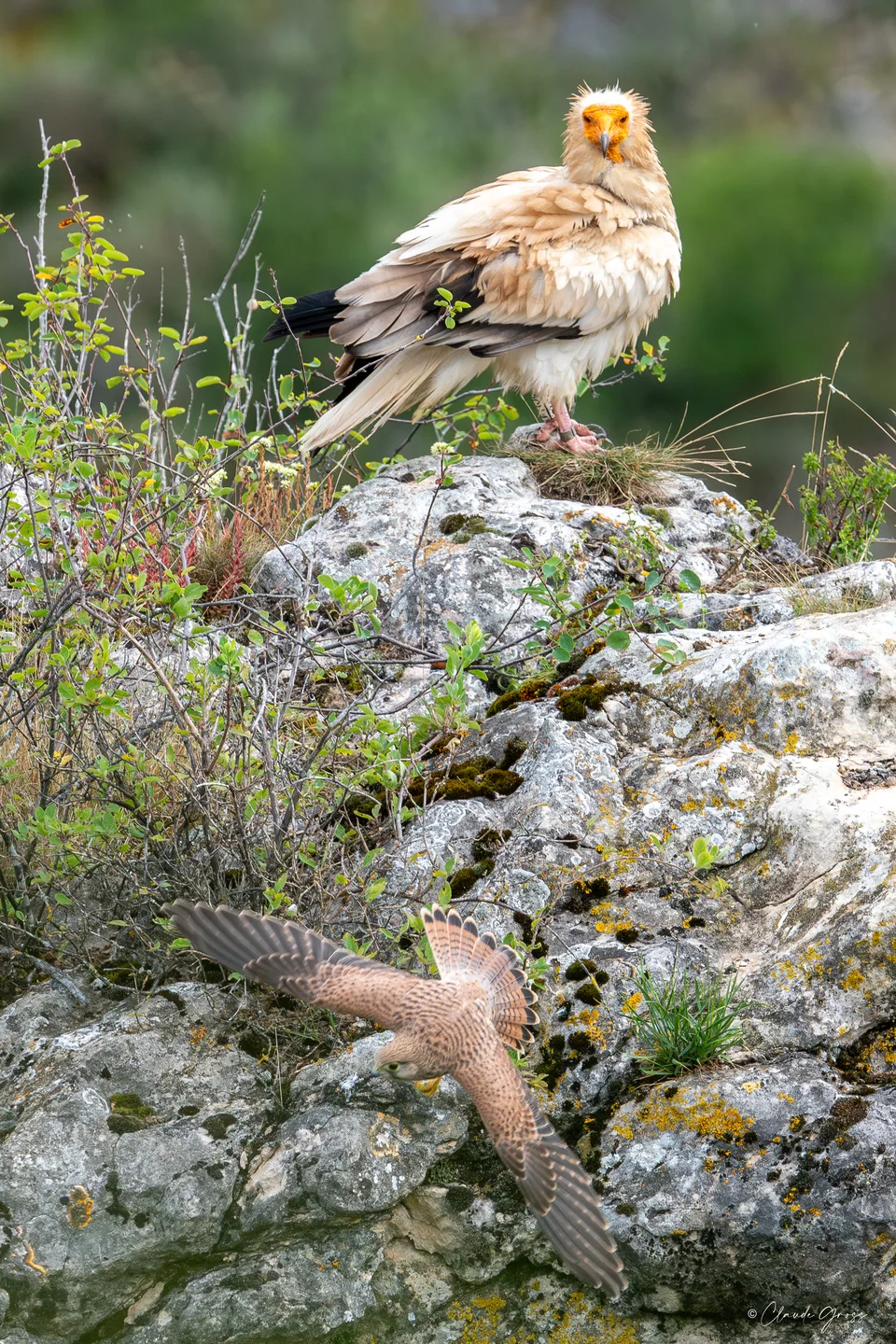 Vautour percnoptère
