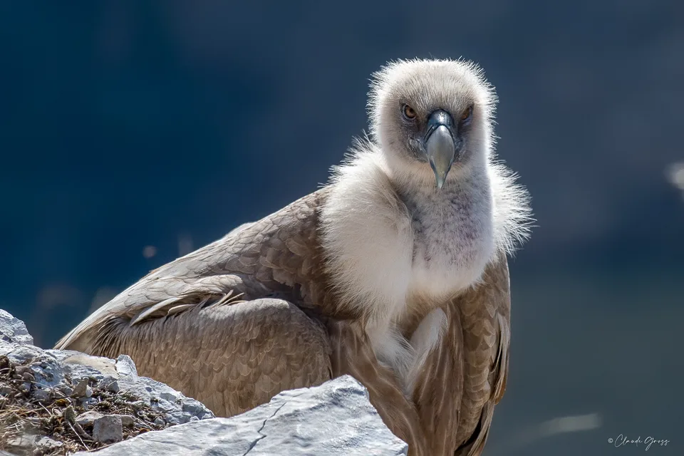 Vautour fauve