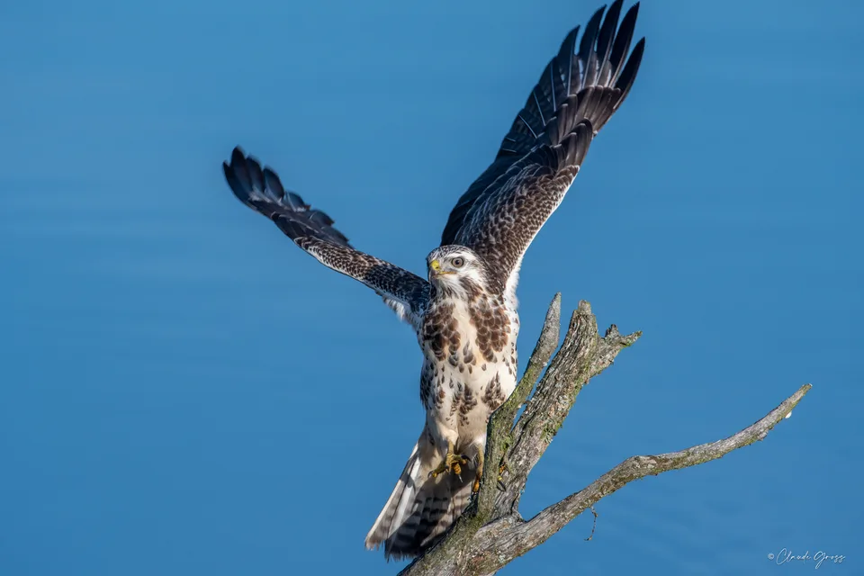 Buse variable