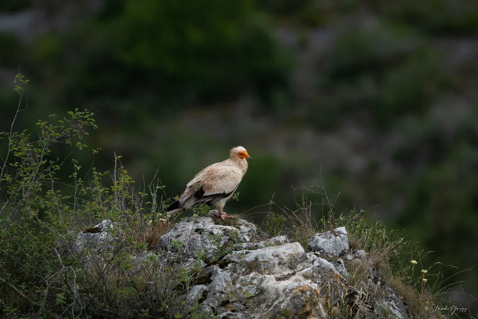 Vautour percnoptère