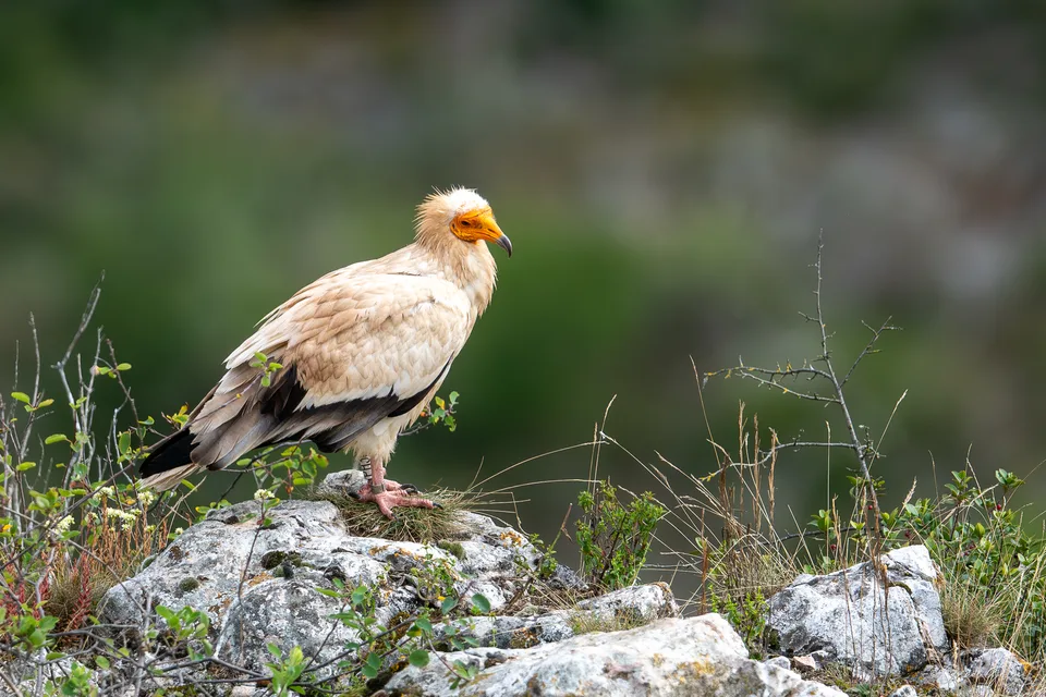 Vautour percnoptère