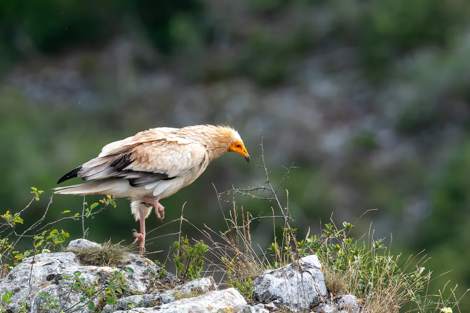 Vautour percnoptère