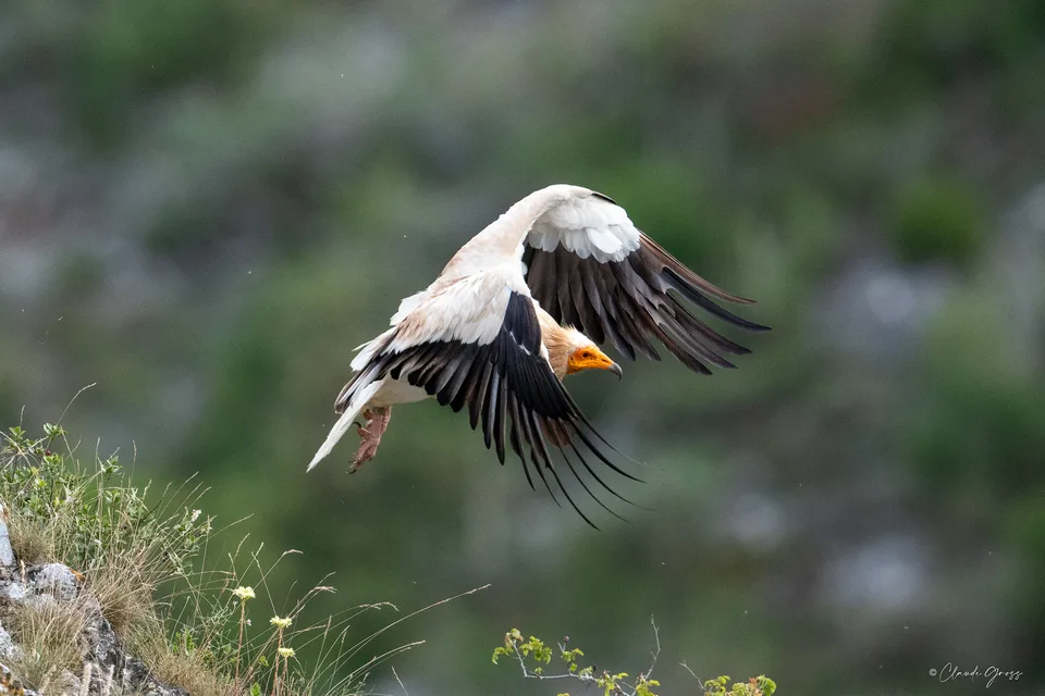Vautour percnoptère